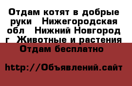 Отдам котят в добрые руки - Нижегородская обл., Нижний Новгород г. Животные и растения » Отдам бесплатно   